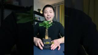 开箱个位数桌面绿植发财树，家庭绿植摆件推荐！ #好物推荐 #桌面摆件 #绿植盆栽 #发财树 #绿植花卉