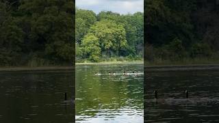 Geese 🪿☀️❤️😊#geese #lake #nature