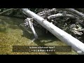 【宮城県荒雄川支流】イワナ水中映像、渓流の中にカメラjapanese mountain stream underwater video english subtitles｜ char trout｜