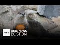 Weekend To Do List: Boston cider festival, or celebrate Halloween with animals at the Stone Zoo