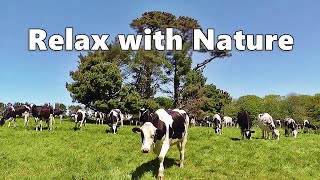 Dog TV Relaxation : s for Dogs - Cows In The Field ~ Relax with Nature