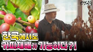 한국에서도 커피재배가 가능하다?! / YTN life