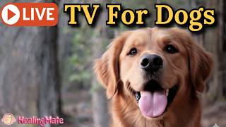 🔴24/7 Dog TV🎵🐶Calming Music for Dogs🐶💖Soothing Dog Sleep Music💖🦮Separation Anxiety Relief💖4