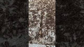 Swiping Immigrant Pavement Ant Colony