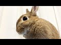 【うさぎ】ホリホリ中のかわいいウサギのおしりとしっぽに癒される♡【ネザーランドドワーフ】rabbit vlog 64 the rabbit s cute butt