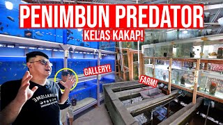 GILAA!!! TIMBUN RATUSAN SAMPAI RIBUAN IKAN PREDATOR!!! NIAT BANGET!!!