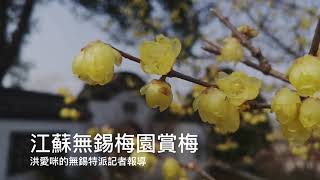 跟著主婦洪愛咪的特派記者逛無錫梅園賞梅