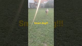 Very Smart Dog #dogs #dog #pets #qeni