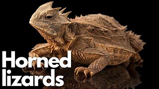 The Amazing World of Horned Lizards: Nature's Little Dragons