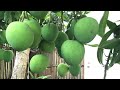 mango tree with lots of fruits in yard june 20th 2021