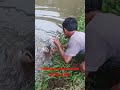 Mantap setrek ikan patin #shortvideo #subscribe #fishing #mancing #mbolang