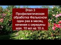 Опасно Ржавчина роз Секреты профилактики и лечения.