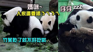 圓寶滿2Y2M,早上才喝奶,中午又向媽咪極盡撒嬌成功喝到奶,Giant Panda Yuan Bao drank Mom’s milk for 2 times in the morning,圆宝,圓仔