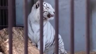 2017.1.15 宇都宮動物園☆ホワイトタイガーのアース王子【White tiger】