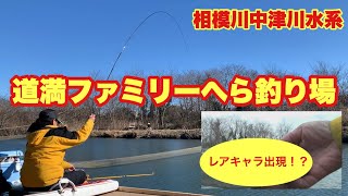 出たぞレアキャラ！？ 道満ファミリー釣り場でへらぶな釣り 相模川中津川水系