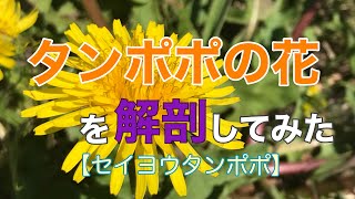 【タンポポシリーズ①】セイヨウタンポポの花を解剖してみた