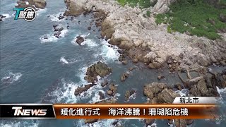 暖化進行式 海洋沸騰！珊瑚陷危機│T-NEWS聯播網