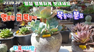 다육이사랑5탄/명품창/금다육/묵둥이분포/택배010 6301 7814(korean succulent plants)