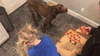 Dog eats entire pizza in less than a minute!!! (Dog vs. Pizza-challenge)