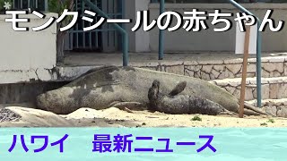 ハワイアンモンクシールの赤ちゃんが生まれました！