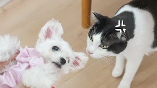 男友嫉妒猫只爱我，居然偷养了一只狗？家中五主震怒！｜花花与三猫 Cat Live