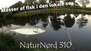 NaturNørd 310. Fiskene bed helt vildt denne aften !!! Nye fisk til søen