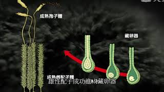 【富崙】除青苔的九種方式，從了解青苔開始，預防小黑蚊，防止意外跌倒。(外牆，地板，陽台，風景區)