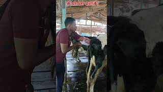 ஒரே ஊசியில் மாடு சினை பிடிக்க என்ன செய்ய வேண்டும் ??? | உங்க மாடு சினை பிடிக்கவில்லையா கவலை வேண்டாம்