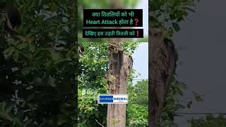 तितली को Heart Attack❓ #RaviRavinderGrewal #butterfly #तितली #titli #heartattack #heartattackcauses