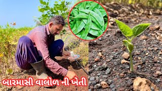 બારમાસી વાલોળ ની ખેતી || barmachi valor ni kheti #khedut #farmer #farming