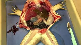 閲覧注意⚠️グロ注意⚠️ウシガエル雌の解剖調査『心臓の拍動観察・スローモーション』