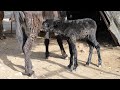 newborn donkey drinking milk