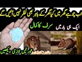 get rid of mouse | Chuhe baghane ka tarika | Rat killer trick | rat killer spray #kitchentips