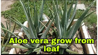 How to grow Aloe Vera from leaf_វិធីដាំប្រទាលកន្ទុយក្រពើដោយការកាត់មែកដាំ