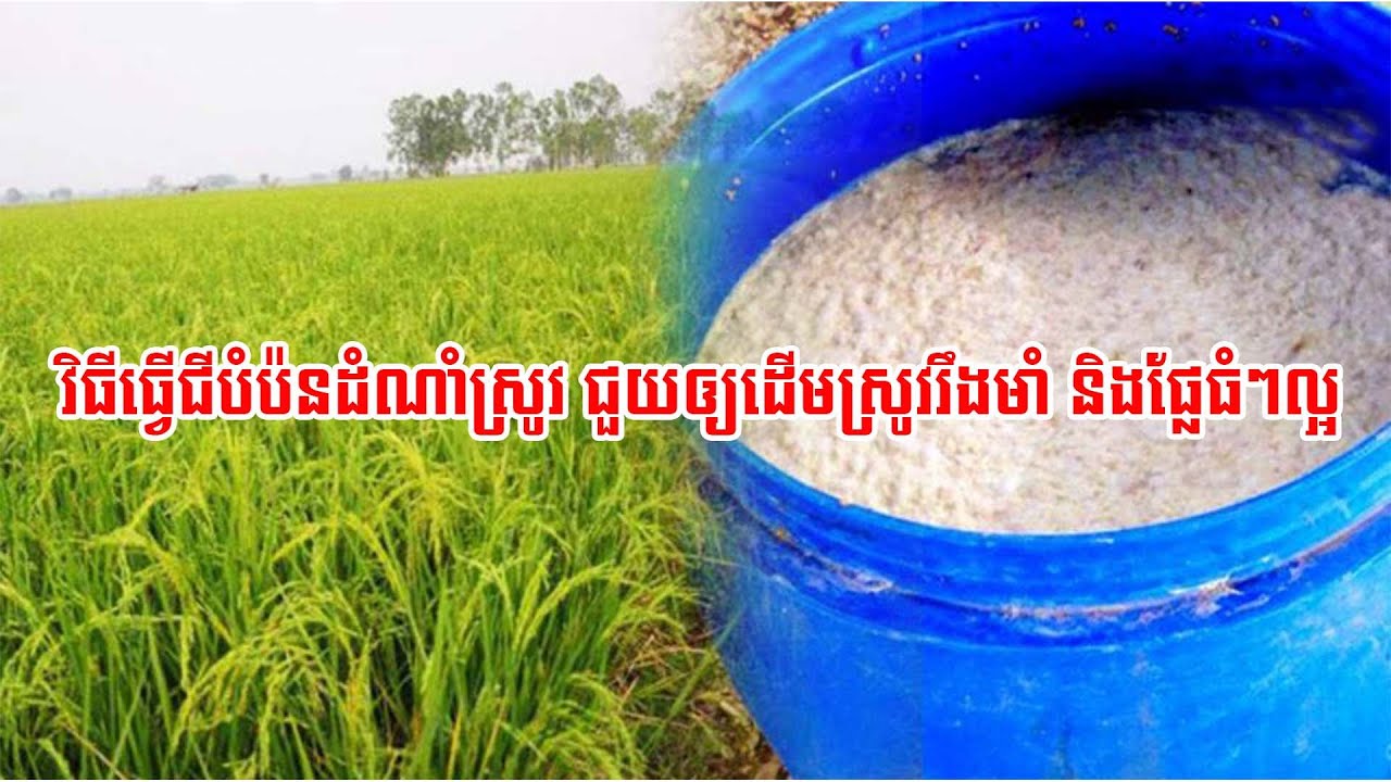 How To Make Rice Fertilizer To Help Strong Rice Plants And Good Big ...