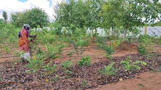 மரம் காக்கும் எளிய முறைகள் #நந்தவனம் #easy way to grow a trees #fto #friends of trees