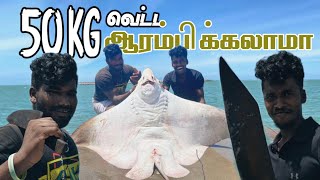 50 Kg big size stingray fish cutting | 50 கிலோ பெரிய திருக்கை மீன் வெட்டும் காட்சி