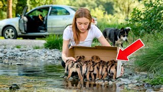 ¡UN CONDUCTOR ARROJÓ 12 CACHORRITOS DE SU PERRITA, Y ALGO SORPRENDENTE SUCEDIÓ!