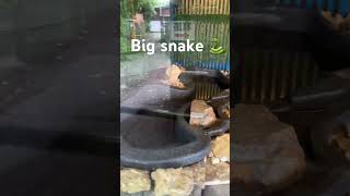 Big snake in the world😲😲😲| python #shorts