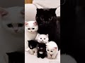 adorable black and white cat family furriously