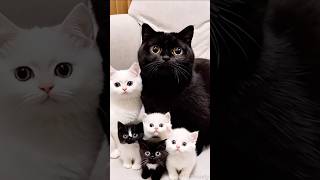 Adorable Black and White Cat Family #furriously