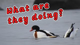 What are these Common Shelducks (Tadorna tadorna) doing?