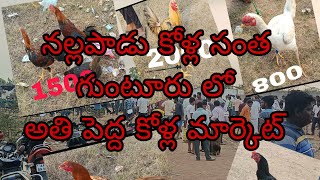 నల్లపాడు కోళ్ల సంత #natukollu #fridaymarketprediction #trending #viral #viralvideo #animals