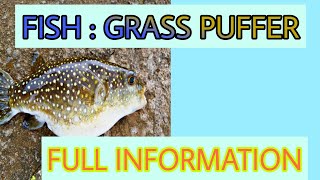 GRASSPUFFER FISH INFORMATION in English || #fish #grasspuffer #puffer  #pufferfish  #seafish #sea