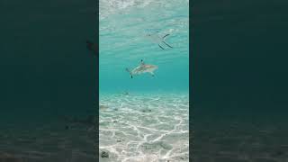 Blacktip Reef Shark | Only One