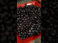 blueberry overload