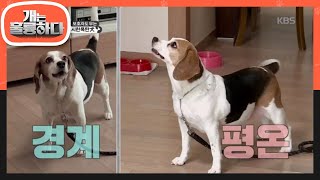 과연 규제자는 강 훈련사의 신뢰를 얻을 수 있을까? [개는 훌륭하다/Dogs Are Incredible] 20200302