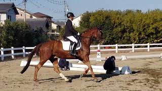 中日本馬術大会  兼  2022 SUZUKA DRESSAGE 4課目A（公認）