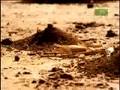 Fooled by Nature - Bat-eared Fox