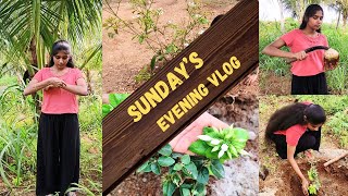 Sunday's Evening Vlog | Tender Coconut Cutting, Tree Planting | Farm Life #nandhinisdiary #tamil